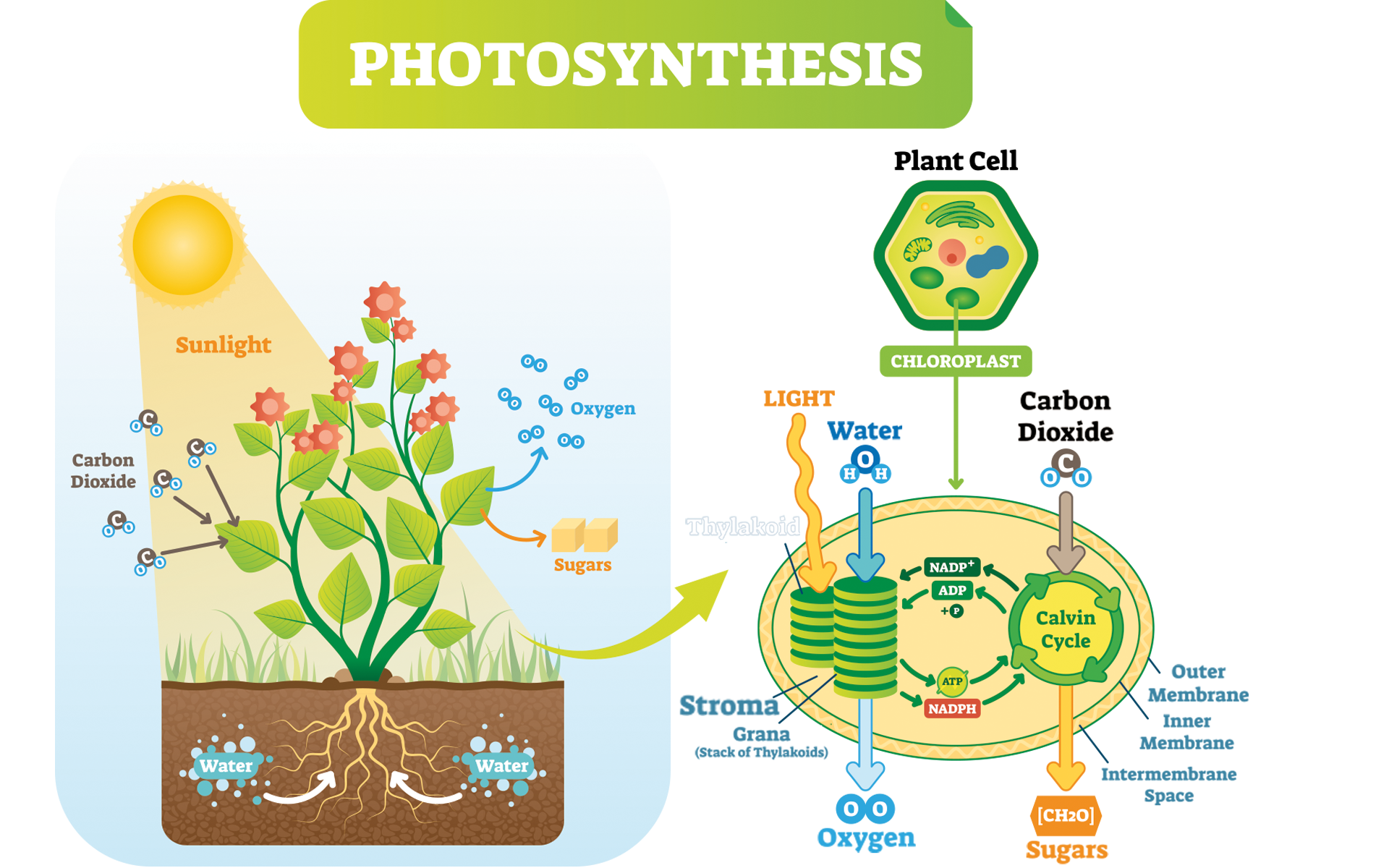 The Calvin cycle The Calvin cycle