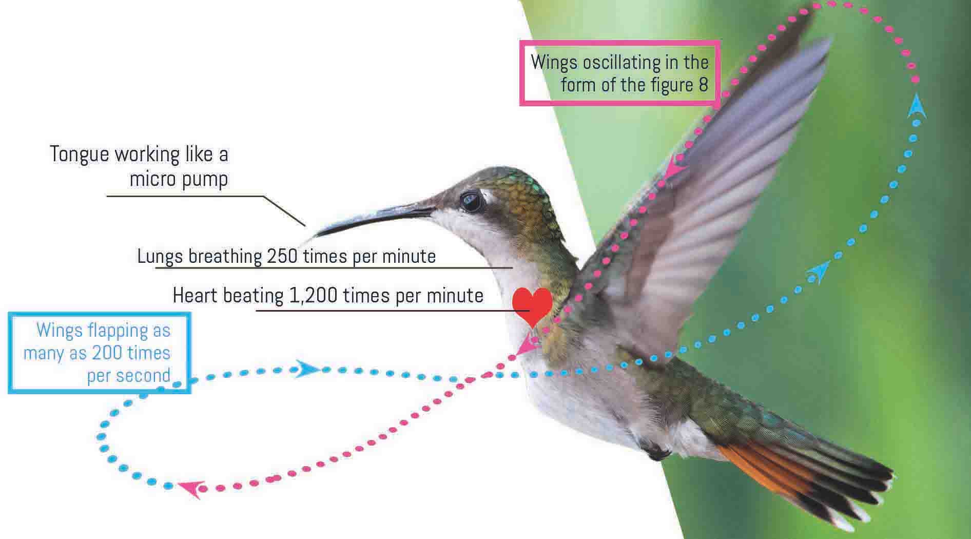 Hummingbird Hummingbird