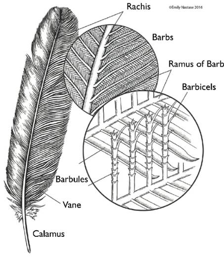 Figure 1. Structure of feathers Figure 1. Structure of feathers